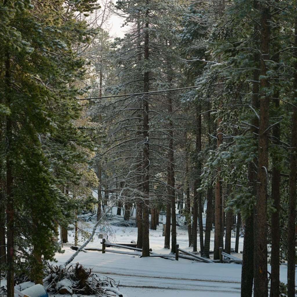 Snow-covered driveway lined with tall pine trees, with a wooden rail fence and a mountain cabin partially visible through the trees in the background.