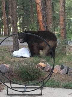 Living With Bears in the Foothills